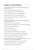 Chapter 7&lowbar; Urinary System