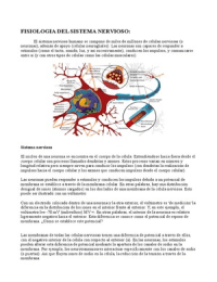 Fisiologia del sistema nervioso (neuronas)