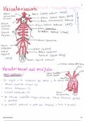 Vascularización cerebral 

Polígono de Willis

Lesiones según arteria lesionada

Esquema de la vascularización cerebral 