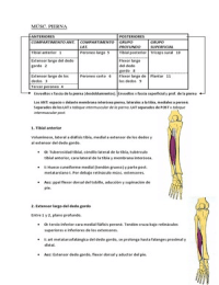 Anatomía - Musculatura pierna