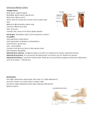 Anatomía - Estructuras miembro inferior