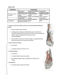 Anatomía - Musculatura pie