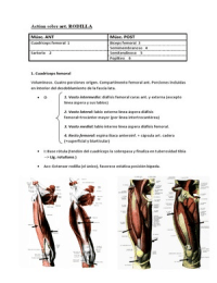 Anatomía - Estructuras rodilla