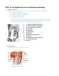 Anatomie: Buikwand, peritoneum en bloedvoorziening