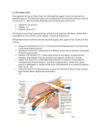 Upper limb nerves