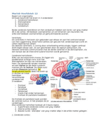 Anatomie en fysiologie hersenen