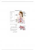 Nur 1025 - Respiratory system Summary 