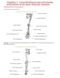 anatomie - Caractéristiques des principales articulations et de leurs muscles moteurs