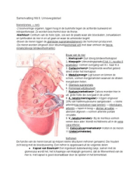 Anatomie Fysiologie Hoofdstuk 8 Urinewegstelsel