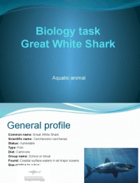 Shark Skeletal System