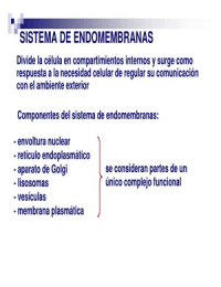 Reticulo endoplasmatico