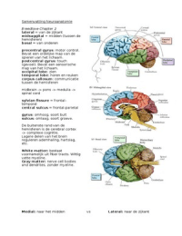 Neuroanatomie samenvatting