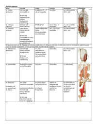 fysiotherapie; algemene anatomie (orgio, insertie, innervatie, functie en afbeelding) 
