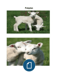 fokplan over schapen