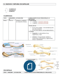Anatomía: Clavícula, escápula y esternon