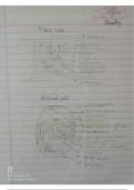 Cell cycle and genetics 