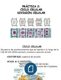 Ciclo celular, División celular