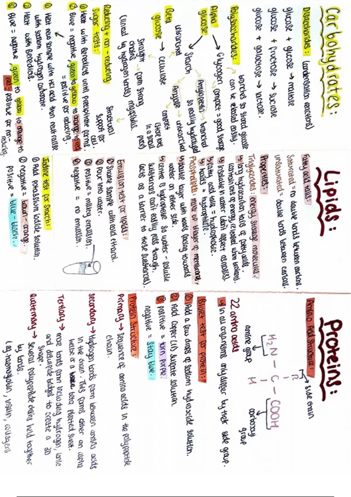 Biological Molecules Summary sheet - Unit 1 - Biological molecules ...