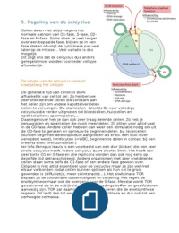celcyclus-mitose-DNA replicatie (HS 19)
