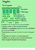 Summary GCSE Biology AQA  - structure of leaves and respiration 