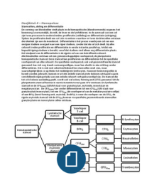 HEMATOLOGIE - hoofdstuk 4&colon; Hemopo&iuml;ese