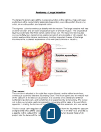 Anatomy - The Large Intestine
