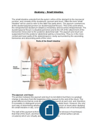 Anatomy - The Small Intestine