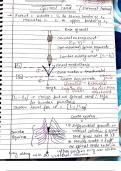 THE HUMAN NERVOUS SYSTEM 