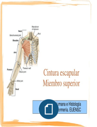 1º Enfermería, Anatomia l. temas 8 y 9. Miembro superior parte 1