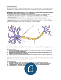 Samenvatting zenuwstelsel (Orthopedie 1.1)