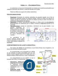 Tema 11 - Vía endocítica (Biología Celular)