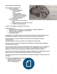 Samenvatting Neurowetenschappen. Biomedische Wetenschappen. Universiteit Utrecht. 