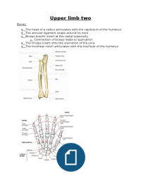 Medical anatomy of the arm, hand and fingers