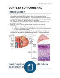 Sistema Endocrino.Corteza Suprarenal