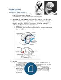Neuro telencefalo