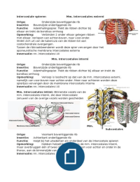Spieren van de thorax
