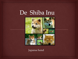 Presentatie (De Shiba Inu)