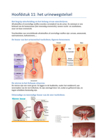 Vakstudie voeding-verzorging 4: wetenschappen: urinewegstelsel  