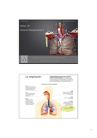Sistema respiratorio 2