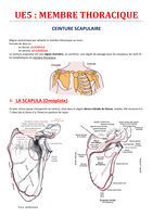 Anatomie ceinture scapulaire