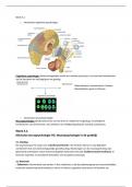 Samenvatting Klinische neuropsychologie -  Cognitieve en Neuropsychologie &lpar;L&period;20999&rpar;