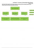 Lab&plus;Report&plus;7&plus;Plant&plus;Tissues