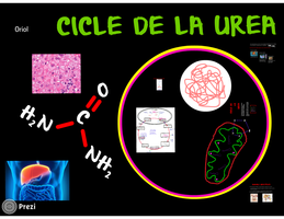 Presentación Ciclo de la Urea