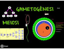 Presentación meiosi i gametogenesi