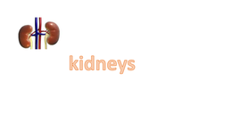 functions of the kidney
