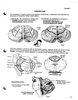 Neuroanatomy notes part 4