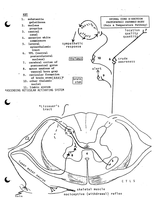 Neuroanatomy notes part 2