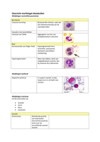 GNK Jaar 4 Overzicht morfologie bloedcellen
