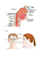 Semester1; speekselklieren, Begin spijsverteringsstelsel, holtes gezicht