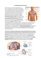 anatomie en fysiologie het hart